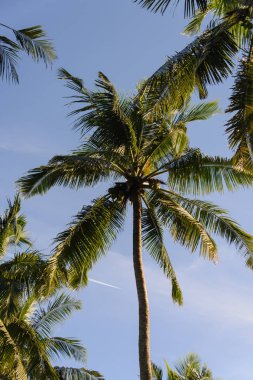 Mavi gökyüzü arka planında palmiye ağaçları