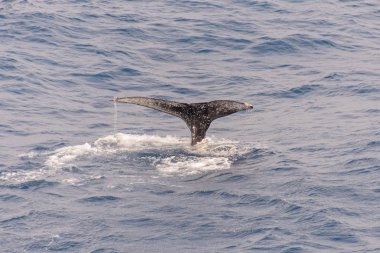Deniz kambur balina kuyruğu