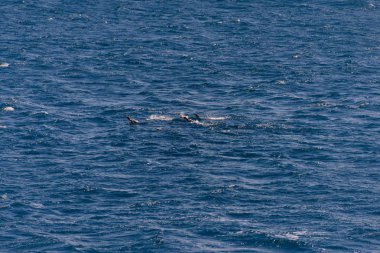 Güzel Güney Georgia manzara