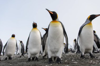 Kral penguenler Güney Georgia Adası