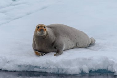 Fur seal at nature clipart