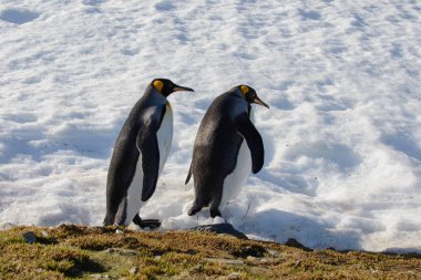 Kral penguenler Güney Georgia üzerinde