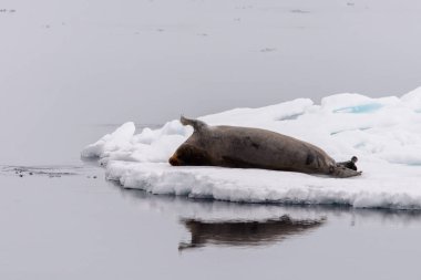 Doğa, kürk mühür