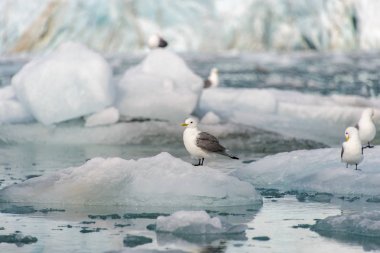 Svalbard kutup manzara