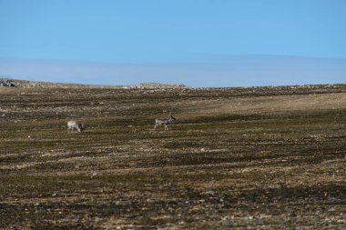Svalbard kutup manzara