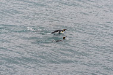 Kral penguenler suda yüzen