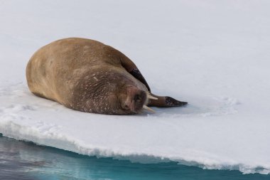 Buz üzerinde şirin deniz aygırı