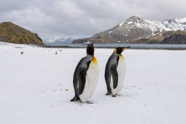 Kral penguenler Güney Georgia Adası