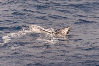 Deniz kambur balina kuyruğu