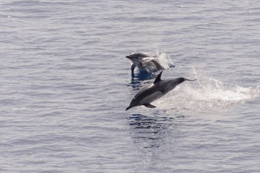 Yunuslar sakin denizden atlama