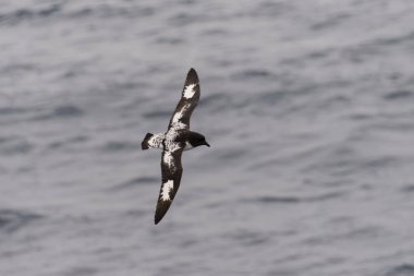 Antarktika kuşu (Thalassoica Antarktika)