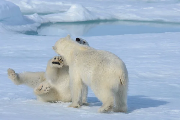 Two Polar Bear Cubs Playing Together Ice North Svalbard — Stock Photo, Image