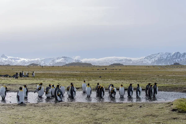 Grup Kral Penguenler Çorak Karla Kaplı Peyzaj Manzaralı Dağları Ile — Stok fotoğraf