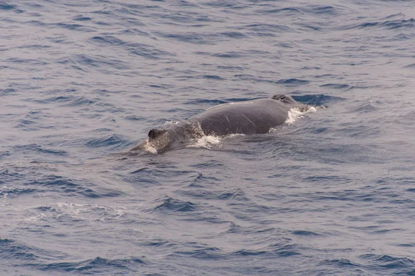 Καμπούρης Φάλαινα Fin Στη Θάλασσα — Φωτογραφία Αρχείου