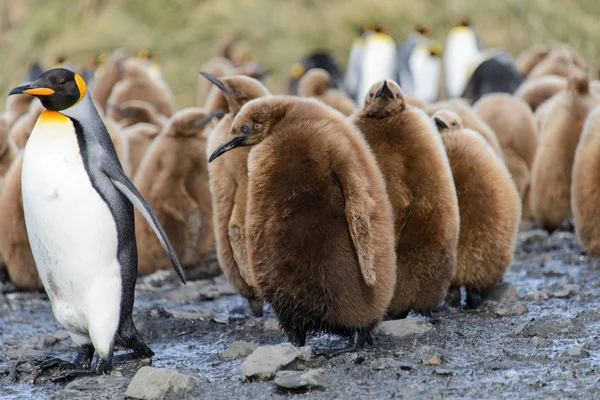 Beautiful Adult King Penguin — Stock Photo, Image