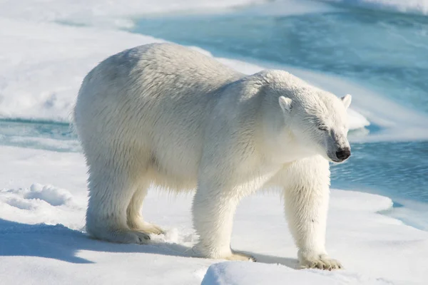 Niedźwiedź Polarny Lodzie — Zdjęcie stockowe