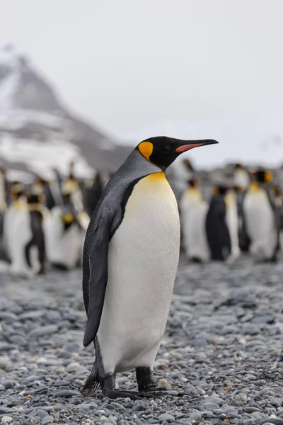 Hermoso Pingüino Rey Adulto — Foto de Stock