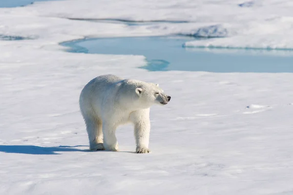 Orso Polare Sul Pack Ice — Foto Stock