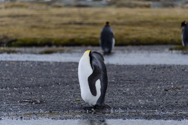 南乔治亚岛上的国王企鹅 — 图库照片
