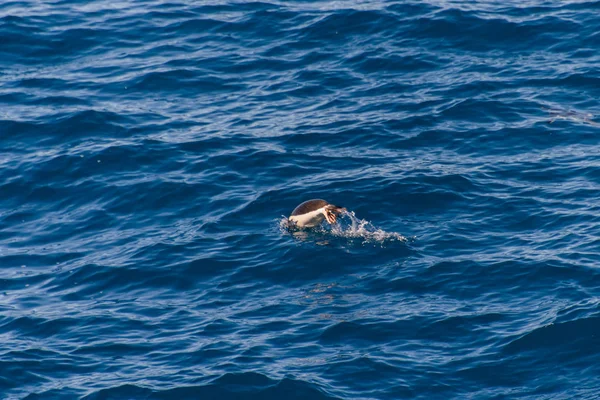 Pingüinos Gentoo Nadando Mar — Foto de Stock