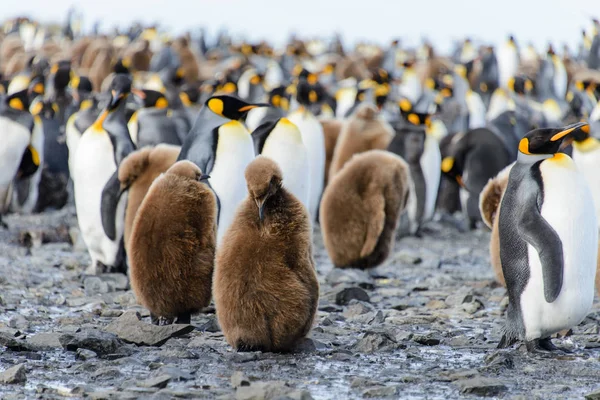 King penguin chicks at nature