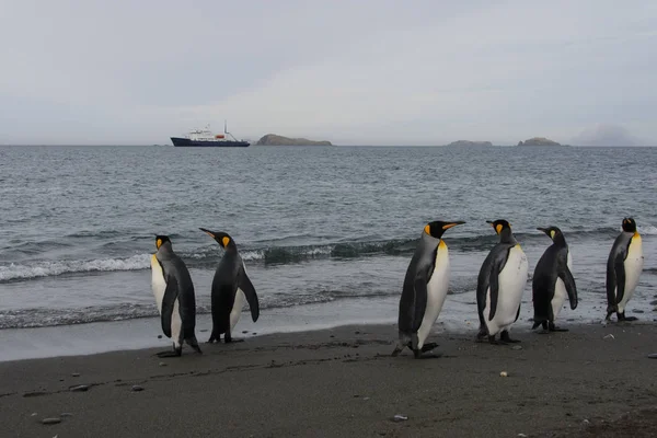 海から行くキング ペンギン — ストック写真