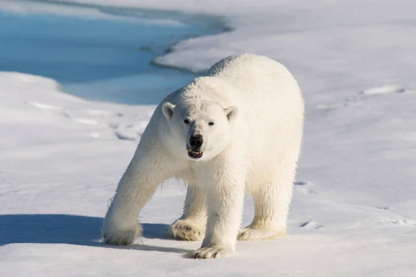 Eisbär Packeis — Stockfoto