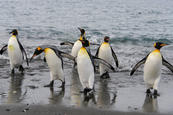 King penguins going from sea