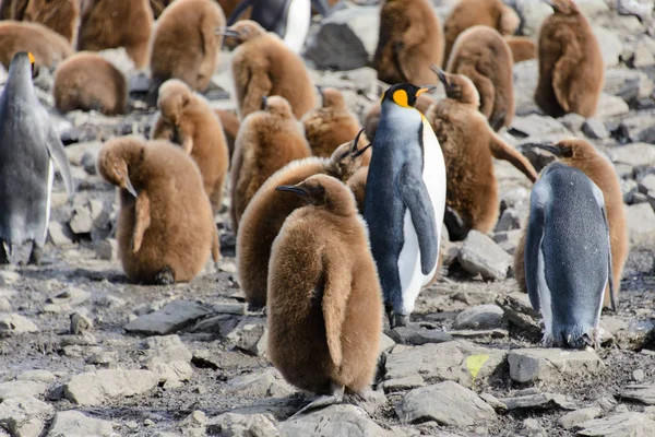 Rey Pingüino Polluelos Naturaleza — Foto de Stock