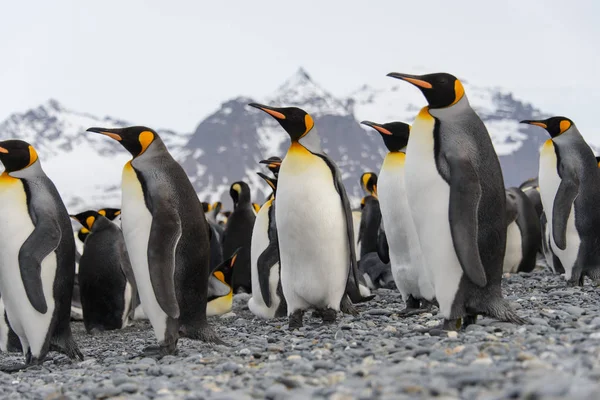 Пингвины Короли Острове Южная Джорджия — стоковое фото