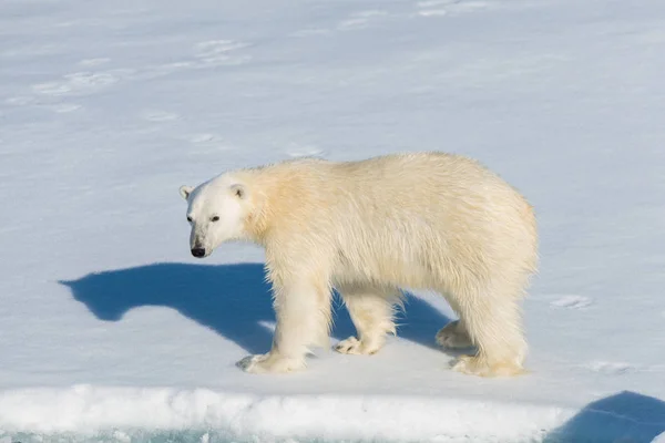 Eisbär Packeis — Stockfoto