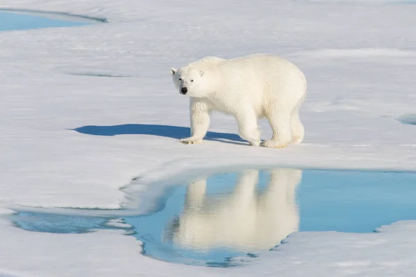 Polar Bear Pack Ice — Stock Photo, Image