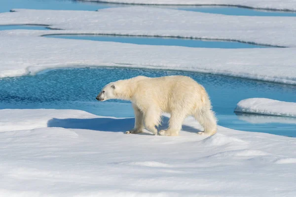 北极熊在包冰上 — 图库照片