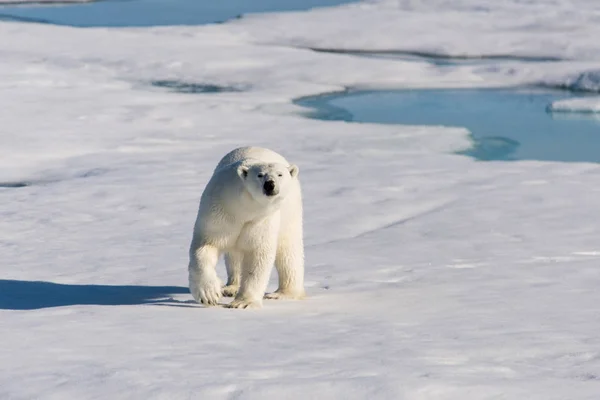 Urso Polar Embalagem Gelo — Fotografia de Stock