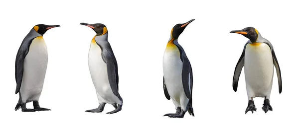 Король Пінгвін Ізольований Білому — стокове фото