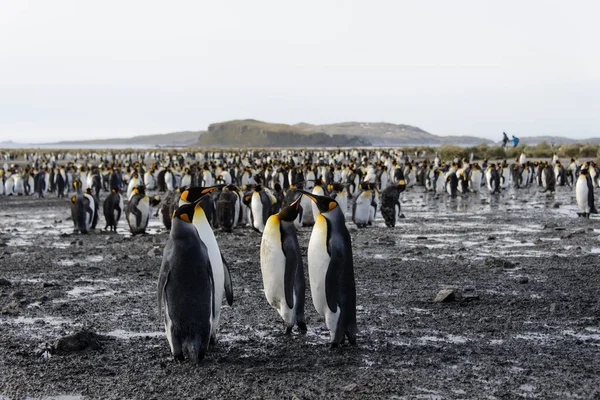 Pinguini Sull Isola Della Georgia Del Sud — Foto Stock