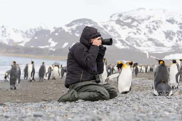 Turist alır fotoğraf kral penguen Güney Georgia