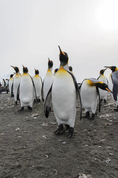 Vackra Vuxen King Pingvin — Stockfoto