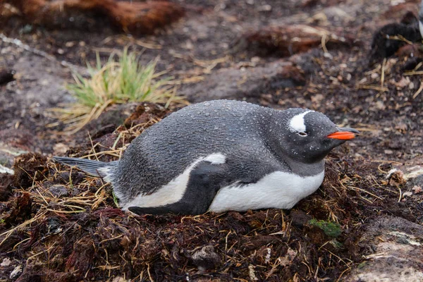 Nedves Gentoo Penguine Fészek Esős Időjárás — Stock Fotó