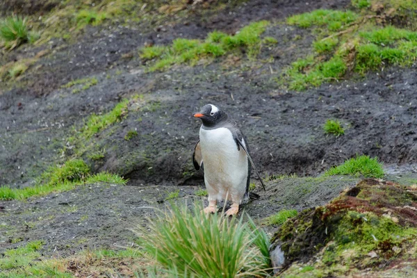 Υγρό Penguine Gentoo Στο Γρασίδι Στη Βροχή — Φωτογραφία Αρχείου