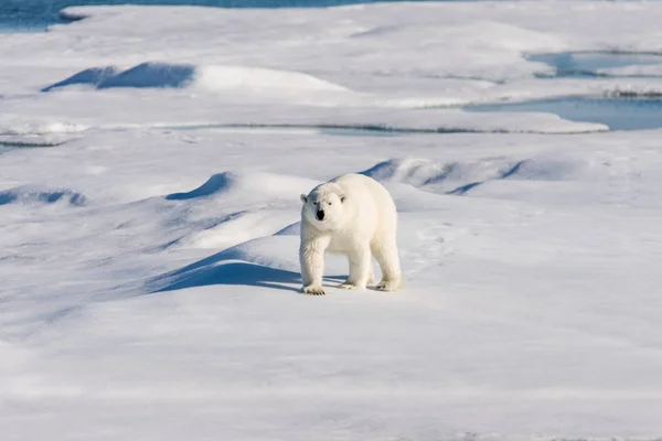 Oso Polar Paquete Hielo —  Fotos de Stock