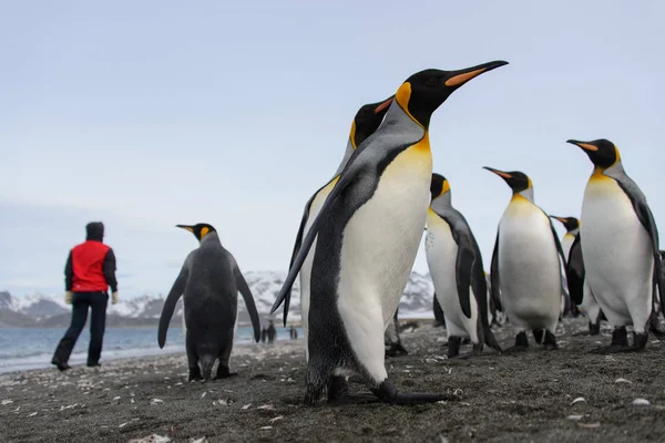 Tučňáků Ostrov Jižní Georgie — Stock fotografie