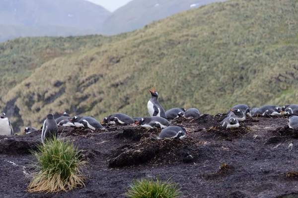 Natte Gentoo Penguine Groen Gras Regenachtig Weer — Stockfoto