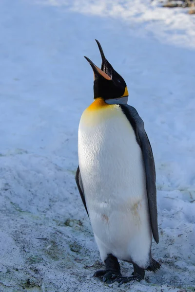 南ジョージアのキング ペンギン — ストック写真