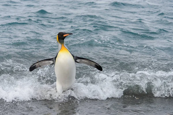 Kung Pingvin Kommer Från Havet — Stockfoto