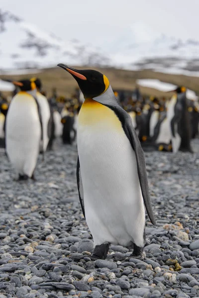 Belo Pinguim Rei Adulto — Fotografia de Stock