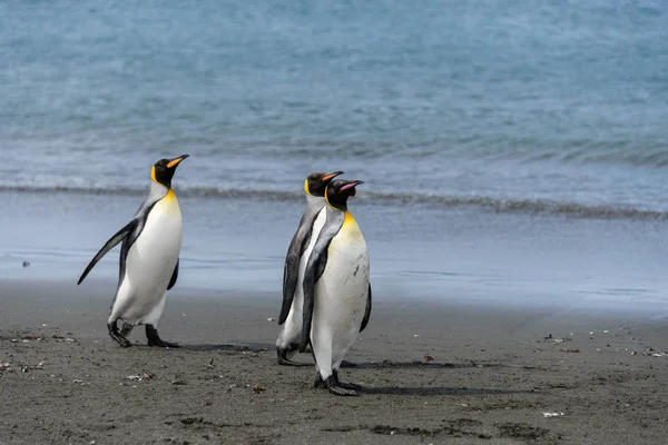 Pingwiny Królewskie Południe Georginia Wyspa — Zdjęcie stockowe