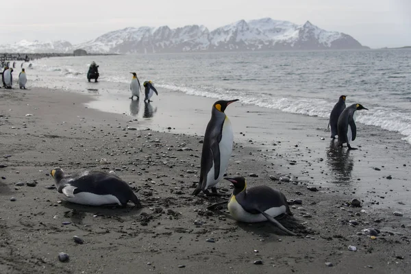 Pingüinos Rey Que Salen Del Mar —  Fotos de Stock