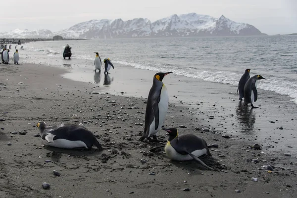 海から行くキング ペンギン — ストック写真