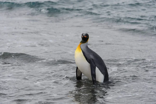 Pingüino Rey Saliendo Del Mar — Foto de Stock